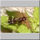 Cryptinae spp - Schlupfwespe 07b 6mm OS-Wallenhorst-Sandgrube-Tuempelufer.jpg